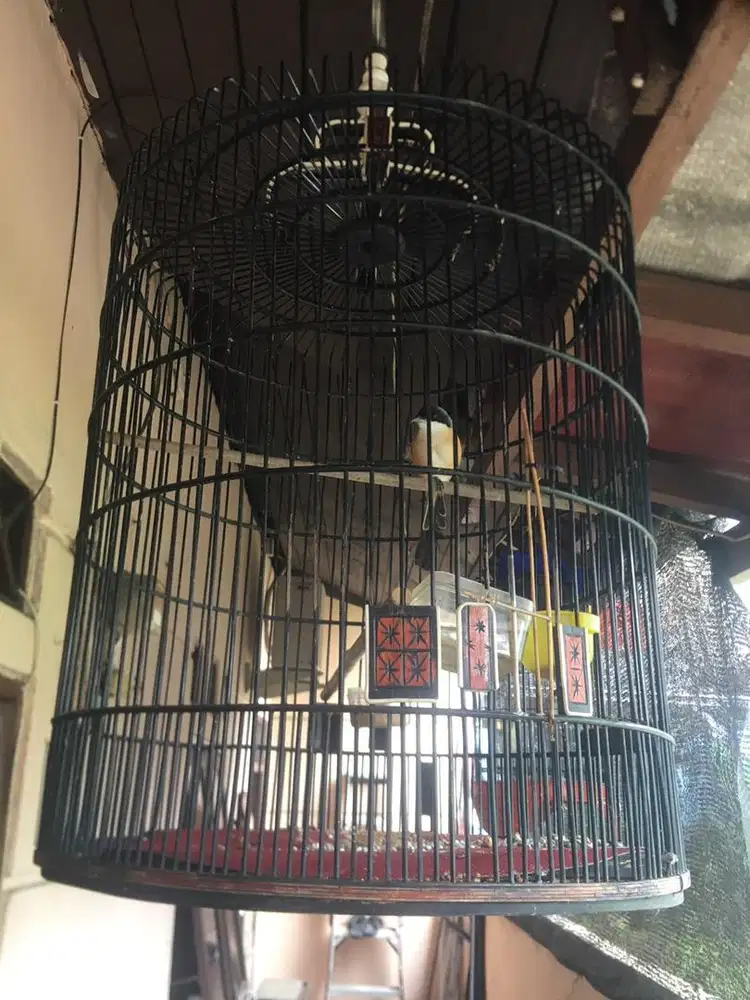 Pentet jantan minat wa aja