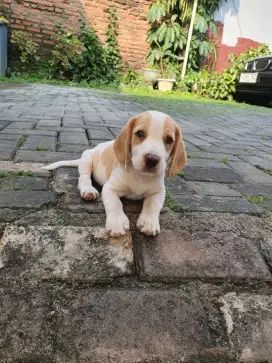 Beagle puppies lemon DOB 6 april