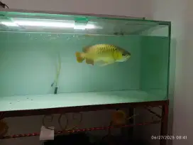 Ikan Arwana Arowana Super Red 45-50cm + Sertifikat