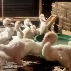 Jumbo ORI leher panjang