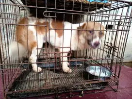 Adopsi 2 ekor anjing mix