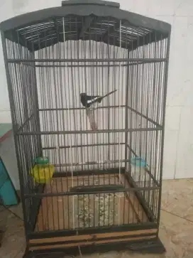 Kacer putih lokal Jatim di gandeng jalan mancem gebyak2 tidak bedesi