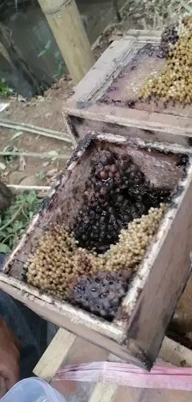 Lebah madu trigona laeviceps