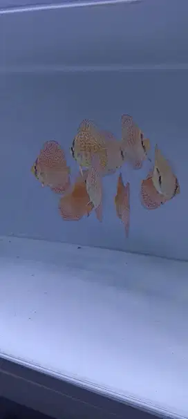 Ikan hias discus leopard