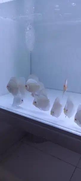 Ikan hias discus blue diamond
