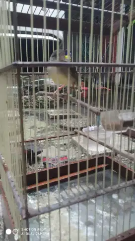 Prenjak putih jantan muda
