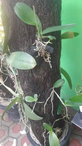 Pakis hutan anggrek tanduk rusa