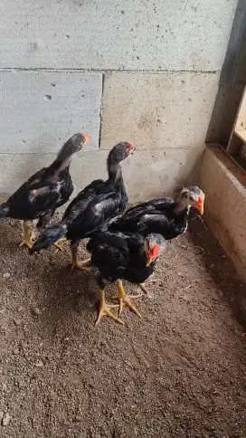Anakan Ayam Ekor Lidi X Shamo Ori
