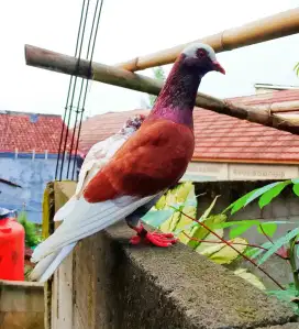 Merpati blantong sapi cc plus siap ke lapangan giring keras