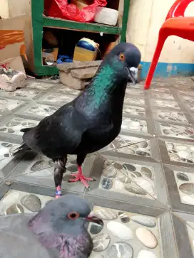 Merpati balap tinggian hitam black giringan keras siap kontes