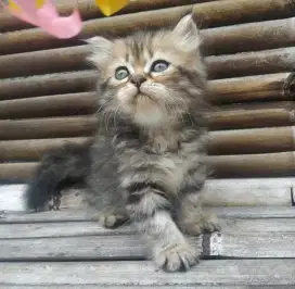 Lepas Adopsi Kitten Persia Betina