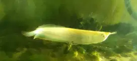 Ikan Arwana Silver