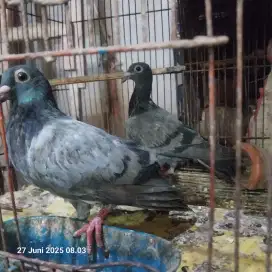 Dijual sepasang merpati pos,dara bukan kandang ayam