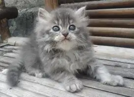 Lepas Adopsi Kitten Persia Betina