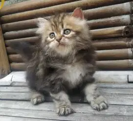 Lepas Adopsi Kitten Persia Betina Motif Marbel