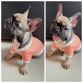 Open Adopt French Bulldog