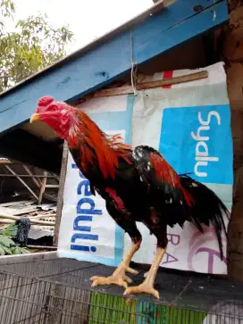 Ayam bangkok pacek super jalu baru beres mabung bulu baru super jalu