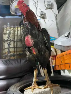Ayam Bangkok juara sehat ukuran 5 full