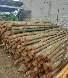 Kayu dolken puspa 8/10