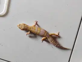 leopard gecko male adult