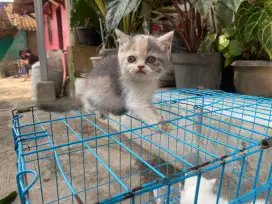 Kucing Persia Harga Borongan 3 Ekor