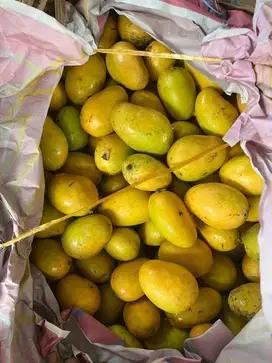 Mangga udang toba