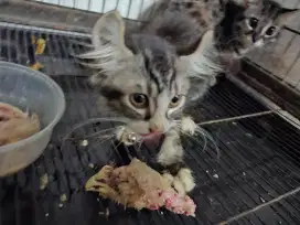 Sepasang Kitten F1 KH sama kitten curl