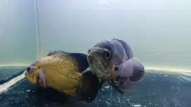 Ikan Oscar black tiger dan tembaga 3 4 jarian