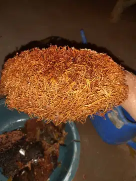 Pupuk ABADI jakaba