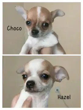 Chihuahua jantan 2 bl