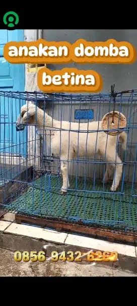 Anak kambing domba