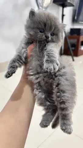 kucing kitten persia jantan