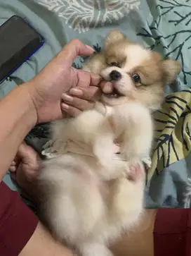 Anak anjing mini pom
