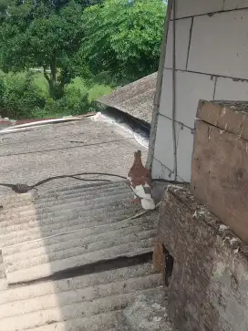 Burung dara trah dan non trah