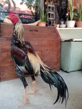 Ayam Bangkok Lancuran