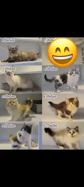 kucing kitten anakan persia anggora ragdoll munchkin mainecoon british