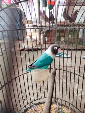 Dijual burung lovebird