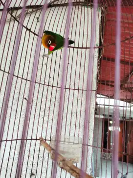 BURUNG LOVEBIRD WARNA HIJAU