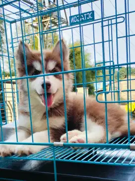 Siberian Husky Betina Longhair