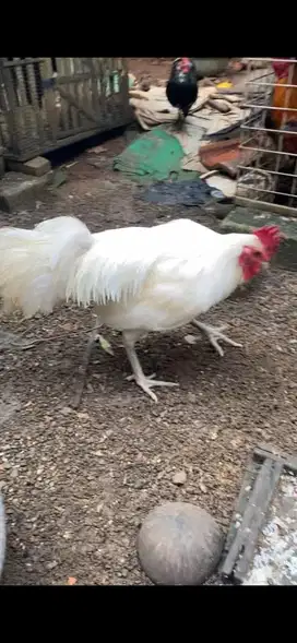 Ayam ketawa putih