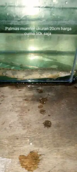 Jual ikan Palmas endicheri
