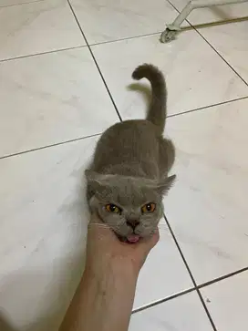 British short hair lilac jantan