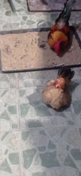 Ayam kate 1jantan 1betina
