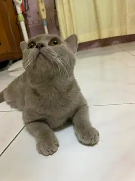 British short hair lilac jantan