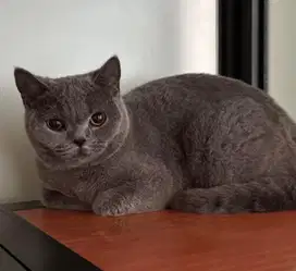 Kucing british shorthair bsh british short hair