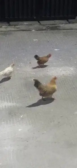 Ayam kate 1 jantan 1 betina