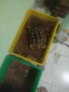 Jual cepat kura kura sulcata