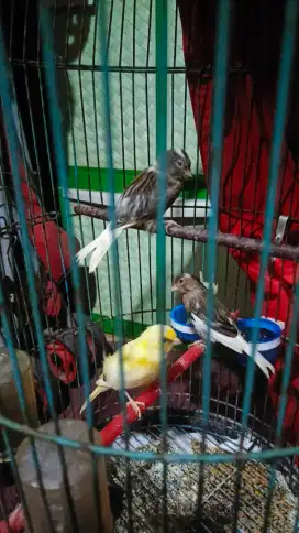 3 ekor kenari + kandang