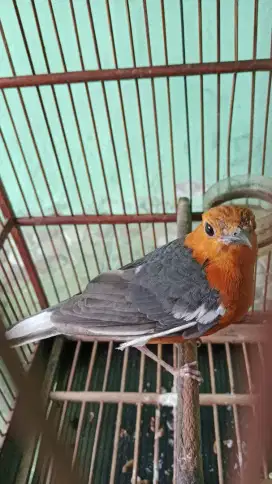burung anis merah blorok