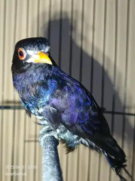 Kedasih ungu cucko violet